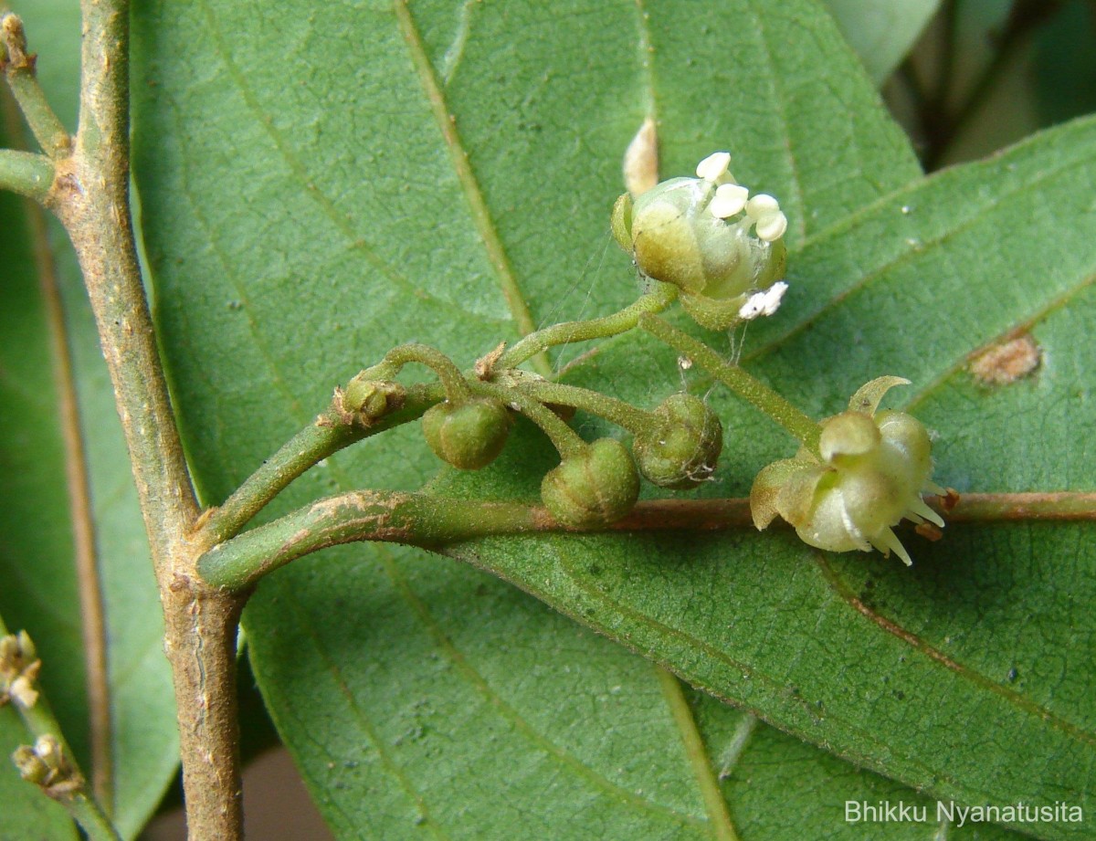 Hydnocarpus venenatus Gaertn.